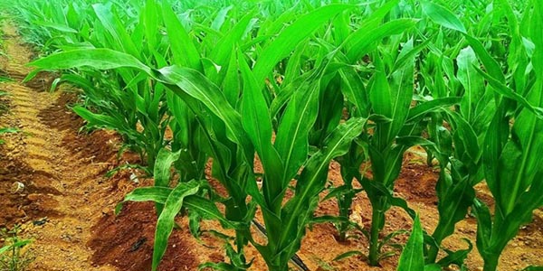  ?農(nóng)業(yè)咨詢與設(shè)計(jì)